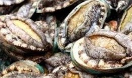 鲍鱼最新爆料图片,神秘图片揭示惊人内幕