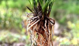 小吉祥草王技能爆料最新,神秘力量觉醒，战力再升级！